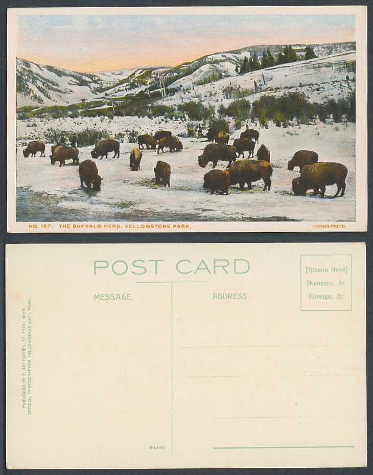 Buffalo Herd Buffaloes Yellowstone National Park Winter Animals USA Old Postcard