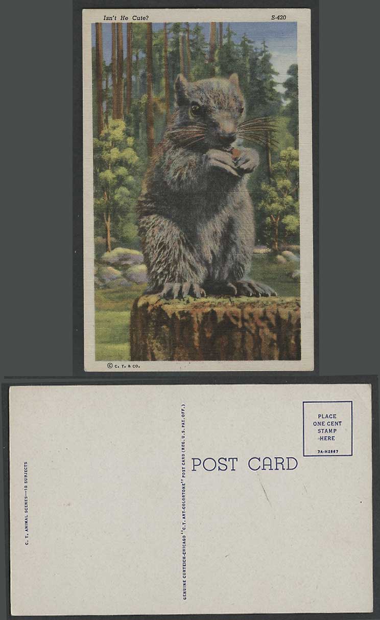 Groundhog Woodchuck Whistlepig Squirrel Eating Isn't He Cute Animal Old Postcard