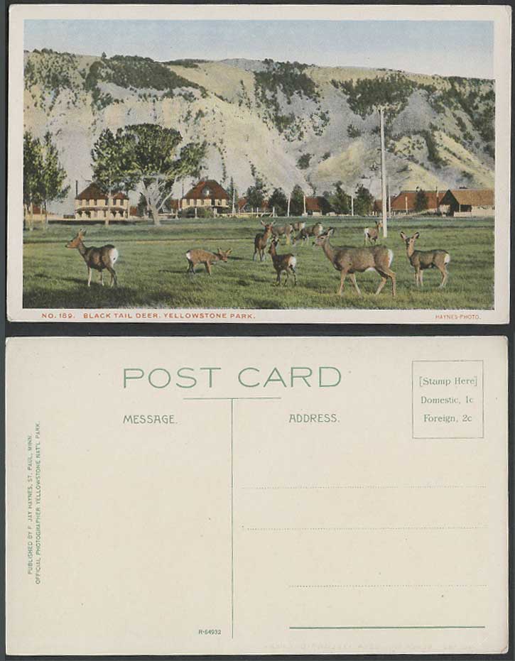 Black Tail Deer, Yellowstone National Park Animals Hills USA Old Colour Postcard