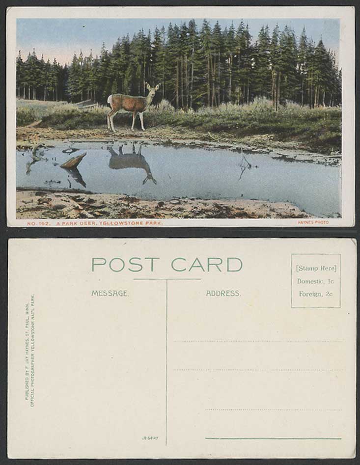 A Park Deer Reflection in Water Yellowstone National Park Animal US Old Postcard