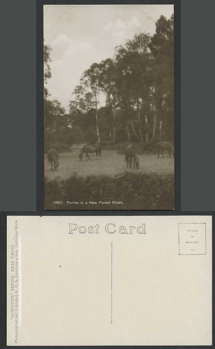 Ponies in a New Forest Glade Hampshire Horse Horses Pony Old Real Photo Postcard