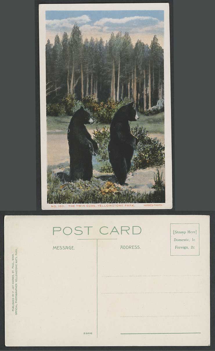 Black Bear The Twin Cubs Bears Yellowstone National Park Animal USA Old Postcard