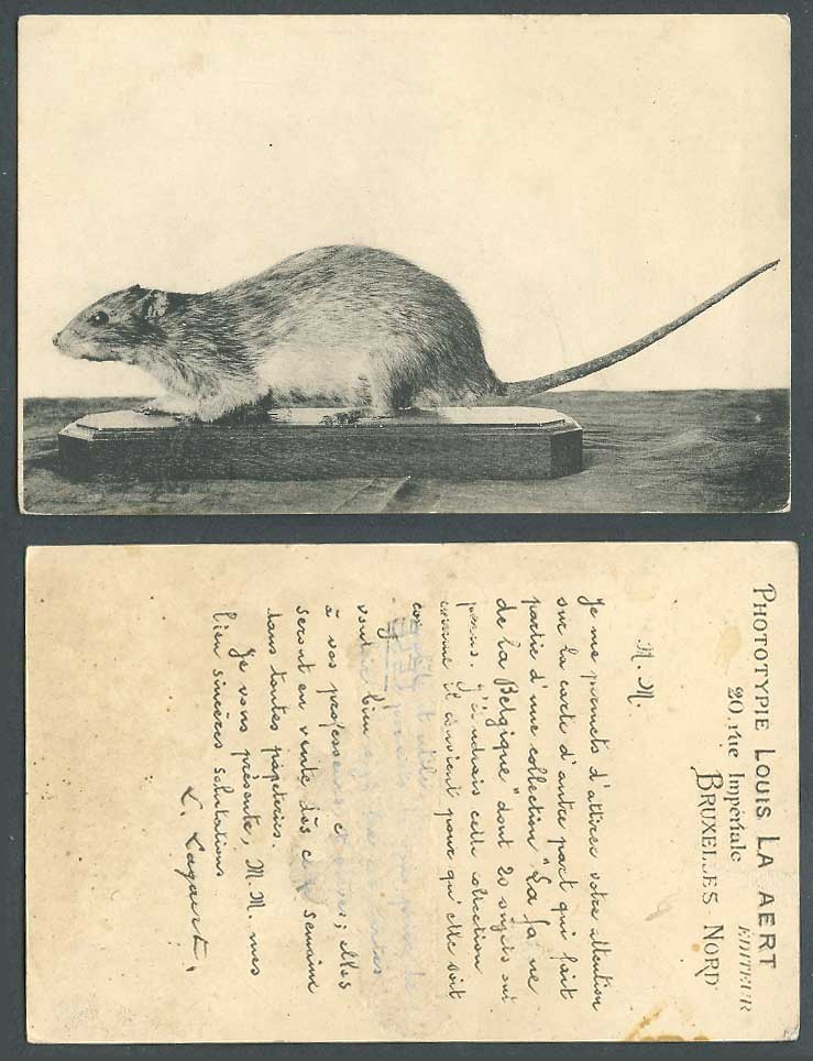 Mouse Rat Animal Old Postcard Phototypie Louis 20 Rue Imperiale Editeur Bruxelle