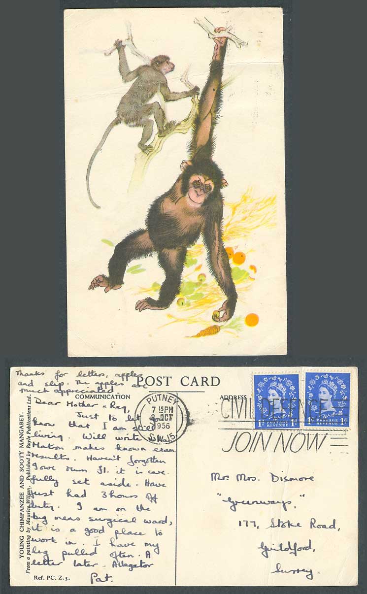 Young Chimpanzee & Sooty Mangabey Monkey Carrot Maurice Wilson 1956 Old Postcard