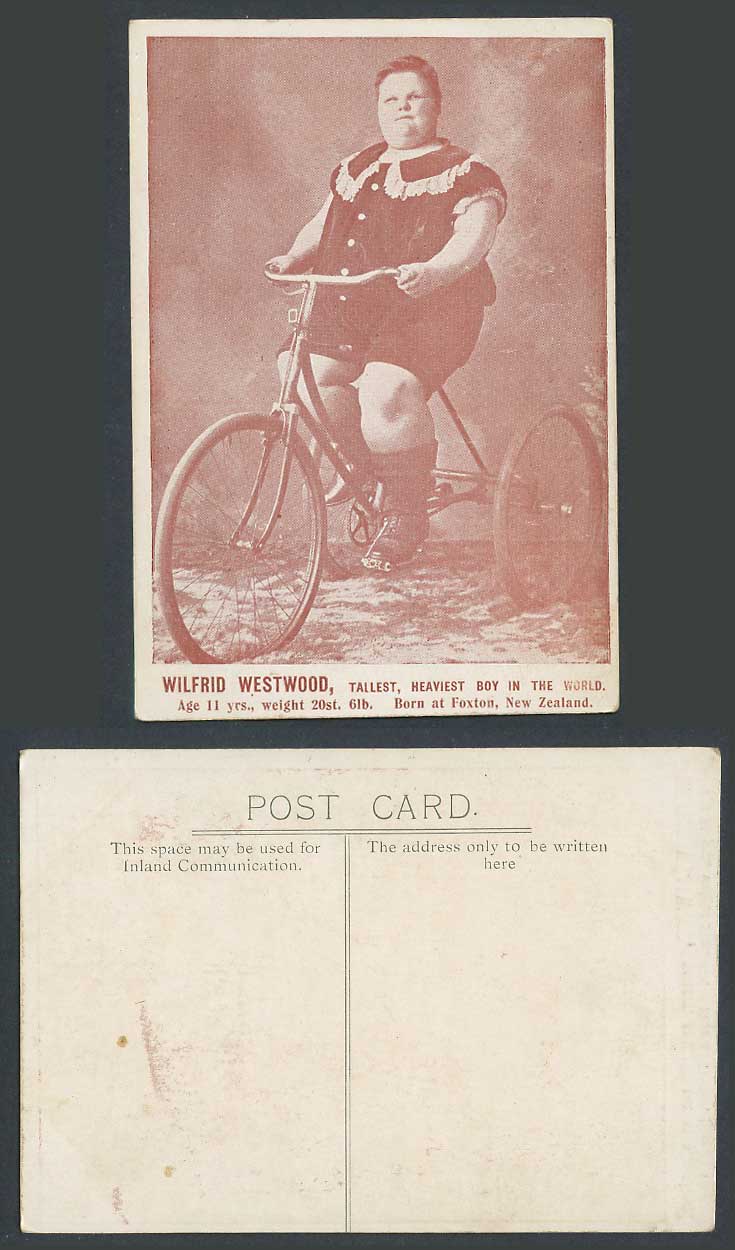 New Zealand Old Postcard Wilfrid Westwood Tallest & Heaviest Boy Tricycle Circus