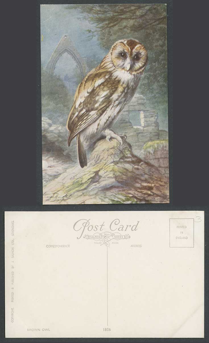 Brown Owl Bird, Artist Drawn, Ruins Arch Gate Old Colour Postcard J. Salmon 1806