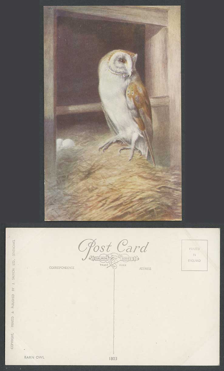 Barn Owl Bird Nest and Eggs, Art Artist Drawn Old Colour Postcard J. Salmon 1803