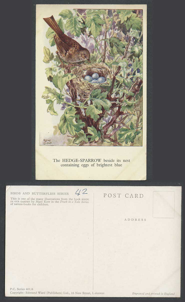 Hedge Sparrow Bird Nest Brightest Blue Eggs Old Postcard Mary Kerr Birds in Gdns