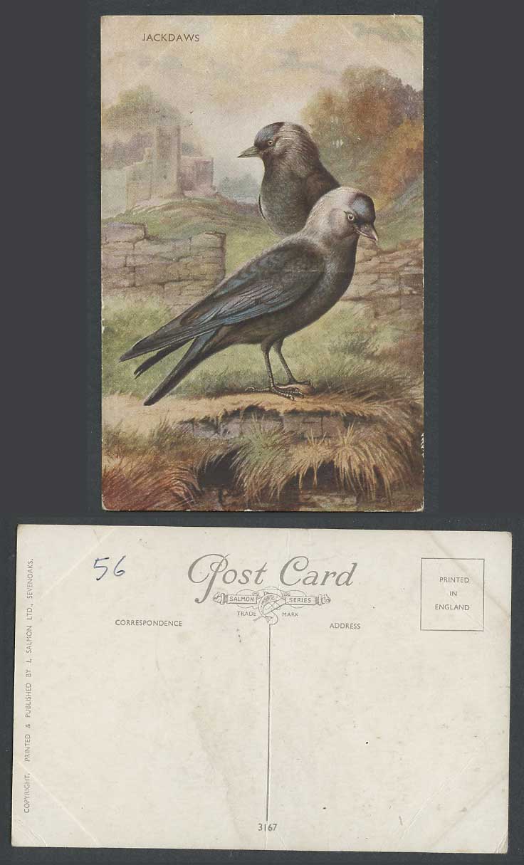Jackdaw Bird Jackdaws Birds, Art Artist Drawn Old Colour Postcard J. Salmon 3167