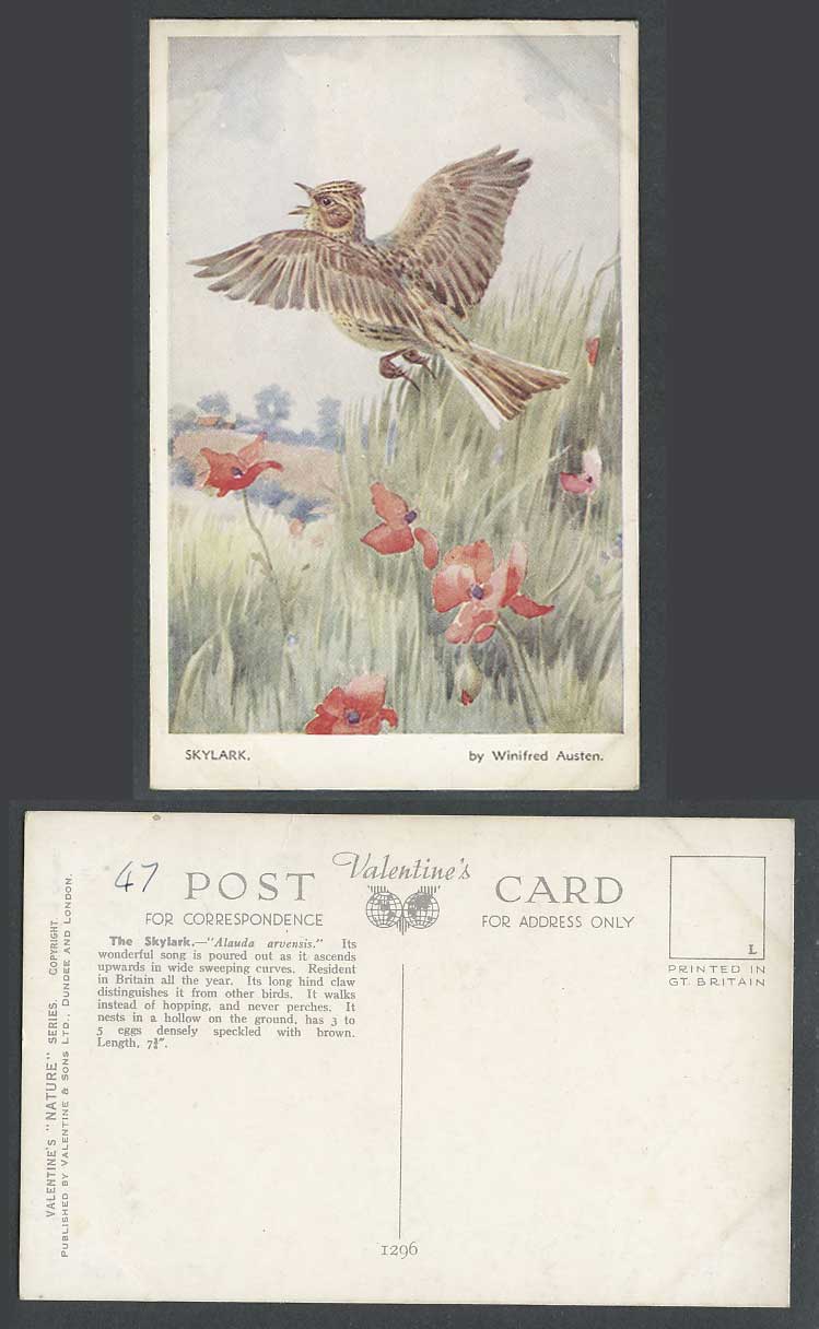 Skylark by Winifred Austen British Bird Flowers Alauda arvensis Old ART Postcard