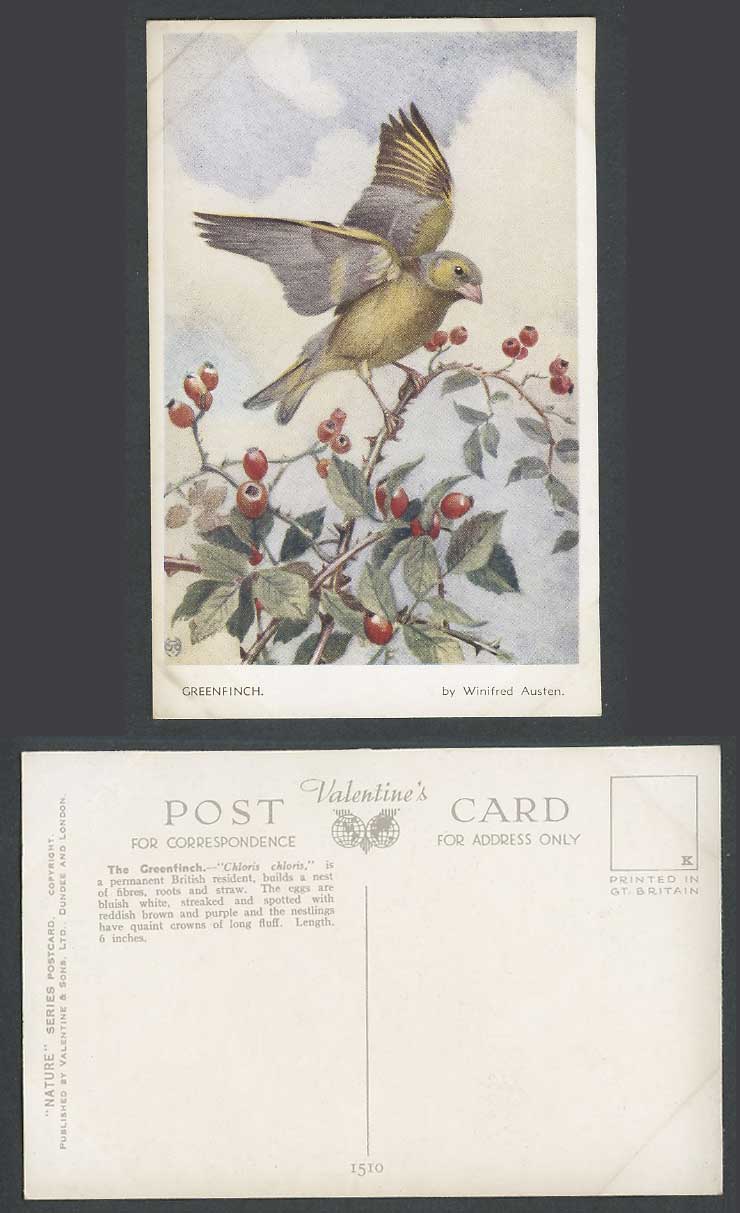 Greenfinch by Winifred Austen British Bird Chloris chloris Old ART Postcard 1510