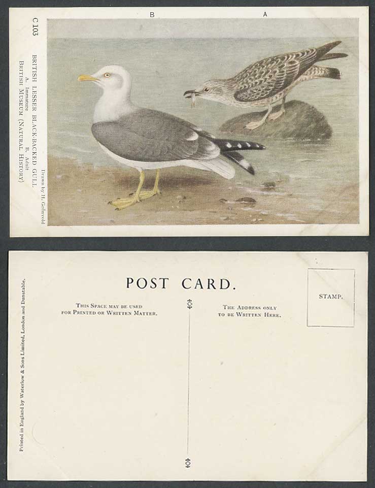British Lesser Black-Backed Gull by H Groenvold Bird Birds Seagulls Old Postcard