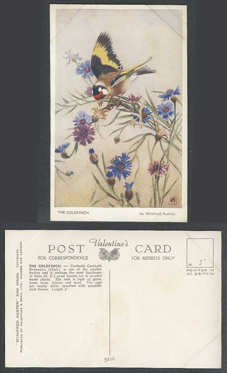 The Goldfinch by Winifred Austen Bird Thistle Flowers Carduelis C B Old Postcard