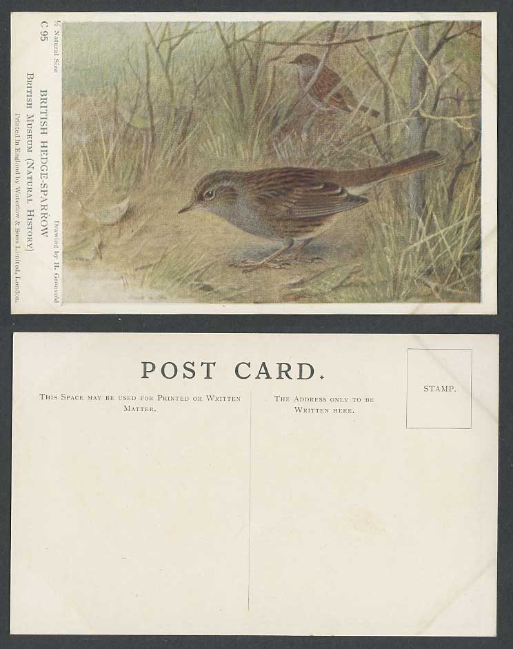 British Hedge Sparrow Birds H. Groenvold British Museum Nat History Old Postcard