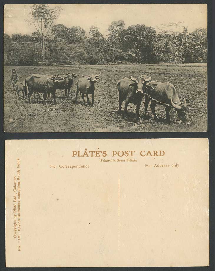 Ceylon Old Postcard Buffalo Buffaloes Ploughing Paddy Fields, Girl, Calf No. 118