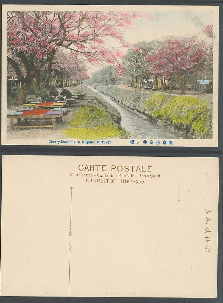 Japan Old Hand Tinted Postcard Cherry Blossoms Koganei Tokyo River Scene 東京小金井之櫻