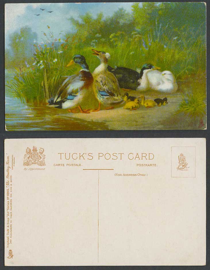 Ducks Ducklings Birds Tuck's Art The Poultry Farm, Art Artist Drawn Old Postcard