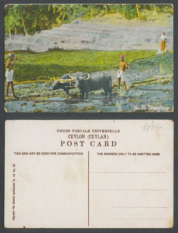 Ceylon Old Colour Postcard Native Farmer and Buffalo Buffaloes Ploughing Fields