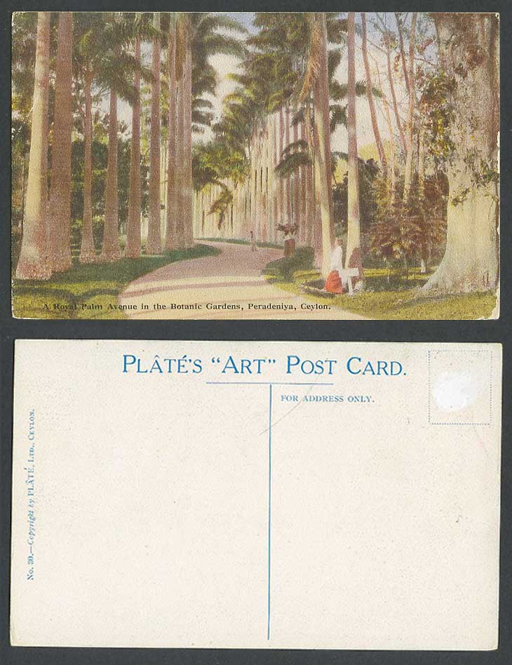 Ceylon Old Postcard Royal Palm Avenue in Botanic Gardens Peradeniya, Plate's Art