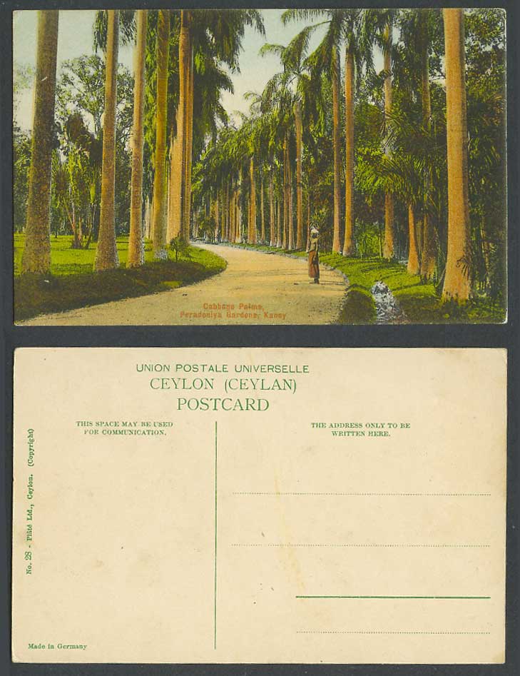 Ceylon Old Colour Postcard Cabbage Palms Peredeniya Gardens KANDY Palm Trees Man