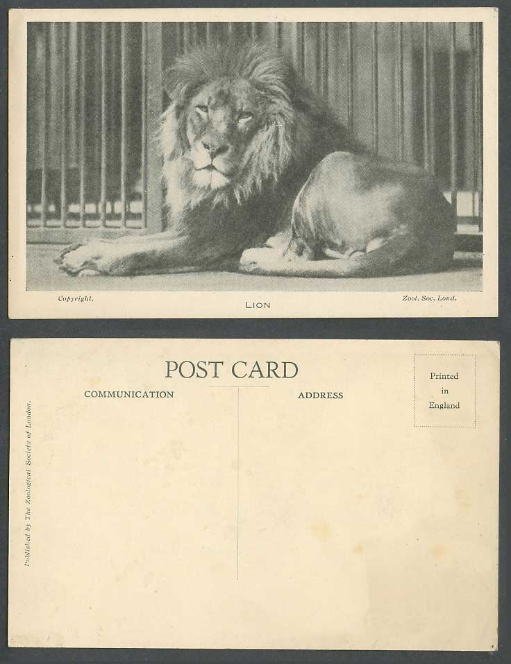 Lion in Cage, Zoo Animal Zool. Soc. Lond. Old Postcard Zoological Gardens London