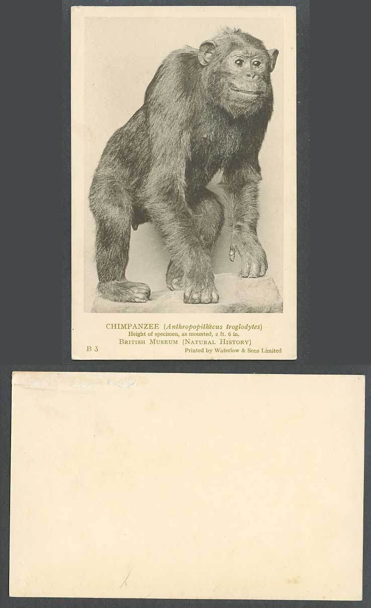 Chimpanzee Animal, 2ft. 6in., British Museum Natural History Old Postcard Monkey