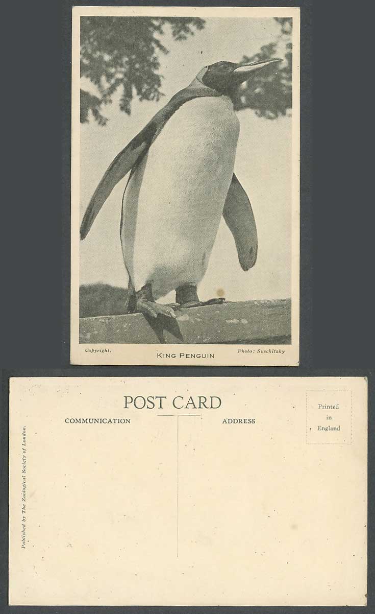 King Penguin Bird Zoo Animal Photo Suschitzky Old Postcard Zoological Gdn London