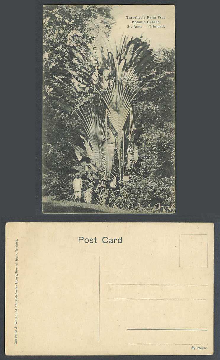 Trinidad Old Postcard Traveller's Palm Tree Botanic Garden St Anns Botanical Gdn