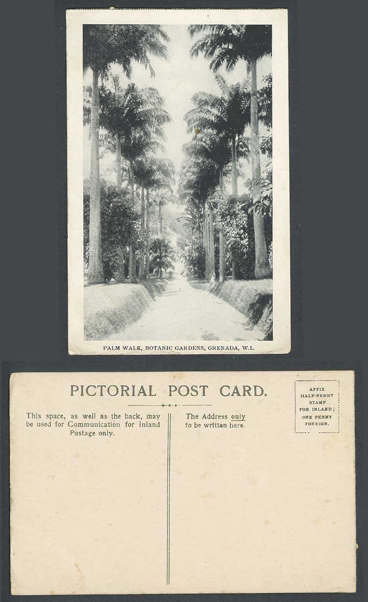 Grenada Old Postcard Palm Walk Botanic Gardens W.I. West Indies Botanical Garden