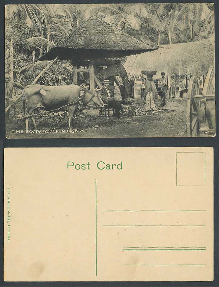 Dominica Time Factory B.W.I. British West Indies Cattle Native Huts Old Postcard