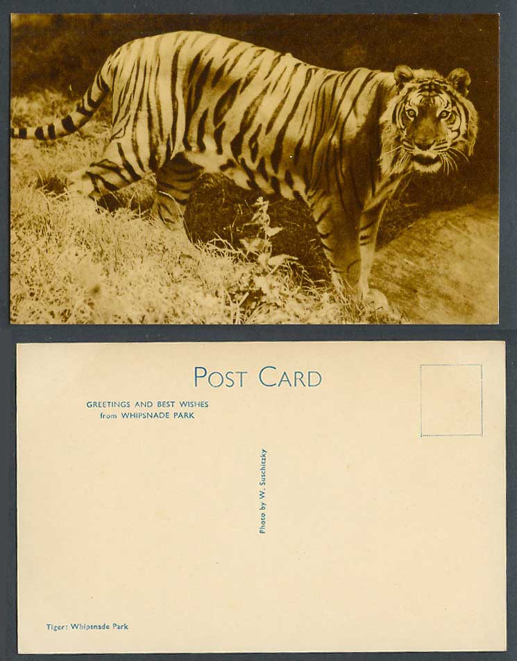 A TIGER at Whipsnade Park Zoo Safari Animal, Photo by W. Suschitzky Old Postcard