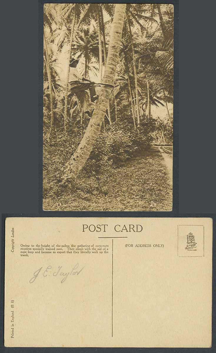 Trinidad Old Postcard Native Coconut Picker Palm Trees British West Indies B.W.I