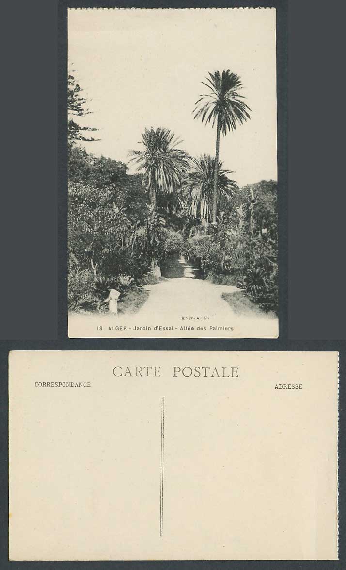 Algeria Alger Old Postcard Jardin d'Essai Garden Allee Palmiers Palm Trees Alley