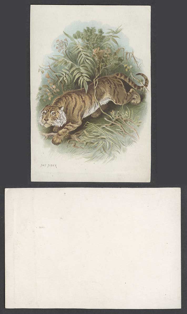The Tiger, Animal Flowers Plants Art Artist Drawn Old Colour Postcard Blank Back