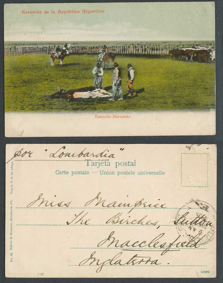 Argentina 1910 Old UB Postcard Estancia Marcando, Marking Branding Horses Riders