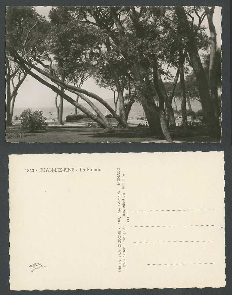 France, Juan-les-Pins, La Pinede, Panorama through Trees Old Real Photo Postcard