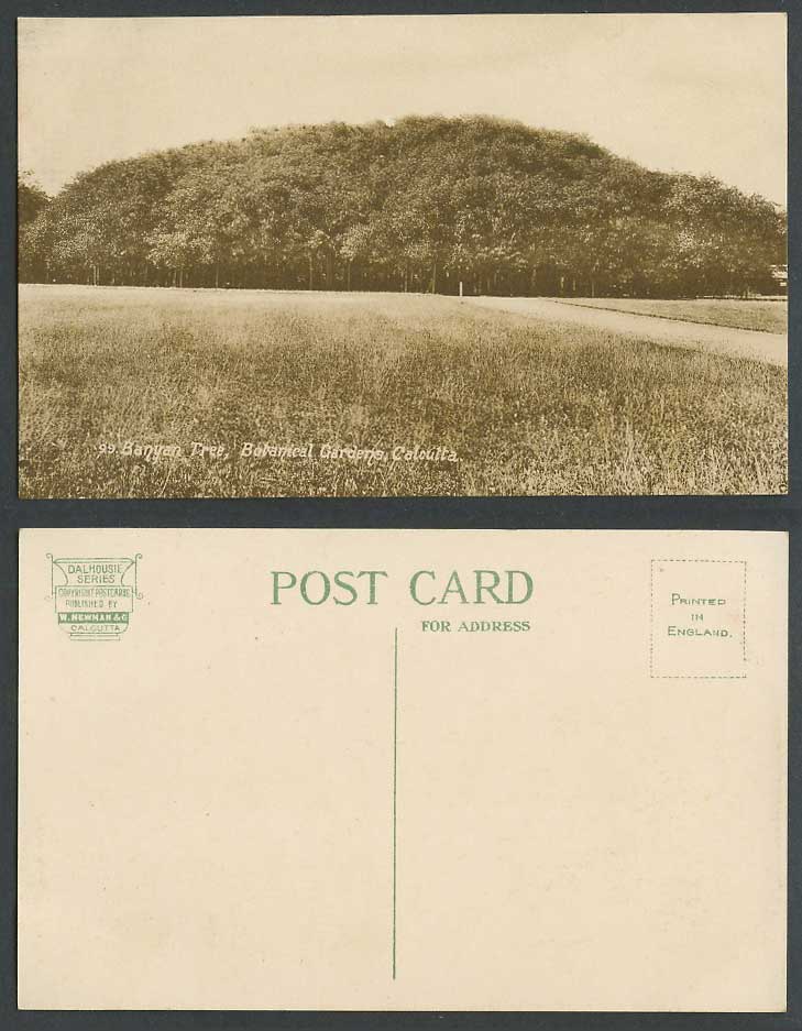 India Old Postcard Banyan Tree Botanical Gardens Calcutta, Botanic Garden Forest