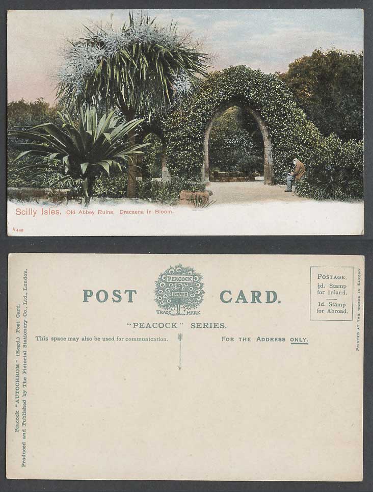 Isles of Scilly Old Postcard Tresco Abbey Gardens, Arch Ruins, Dracaena in Bloom