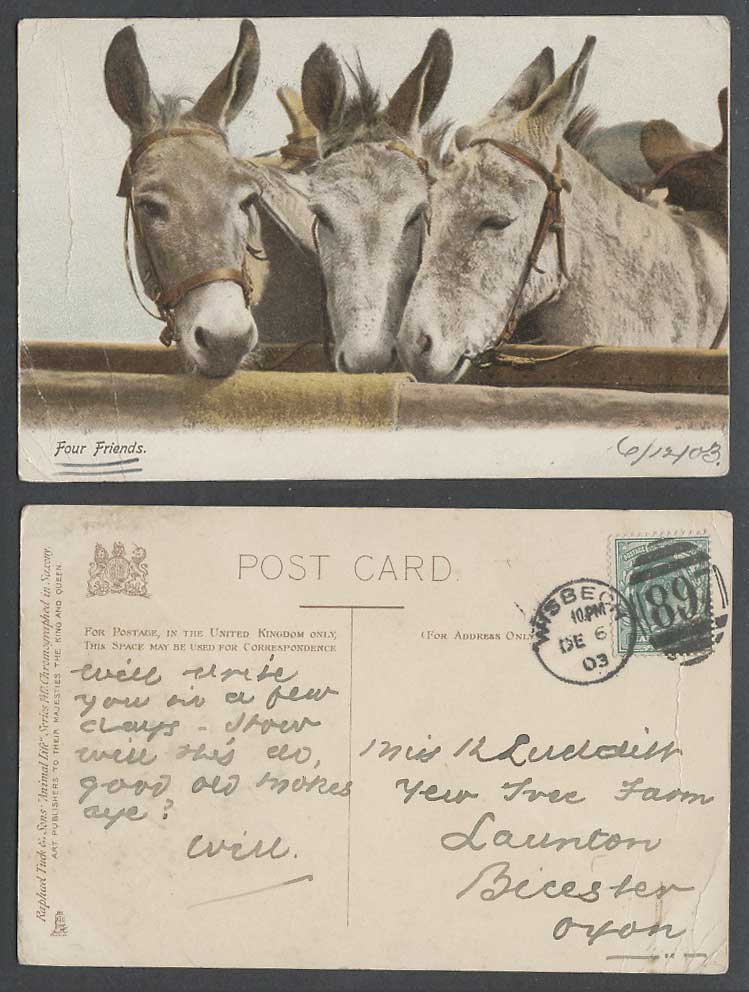 Donkey 4 Four Friends Donkeys 1903 Old Colour Postcard Tuck's Animal Life Series