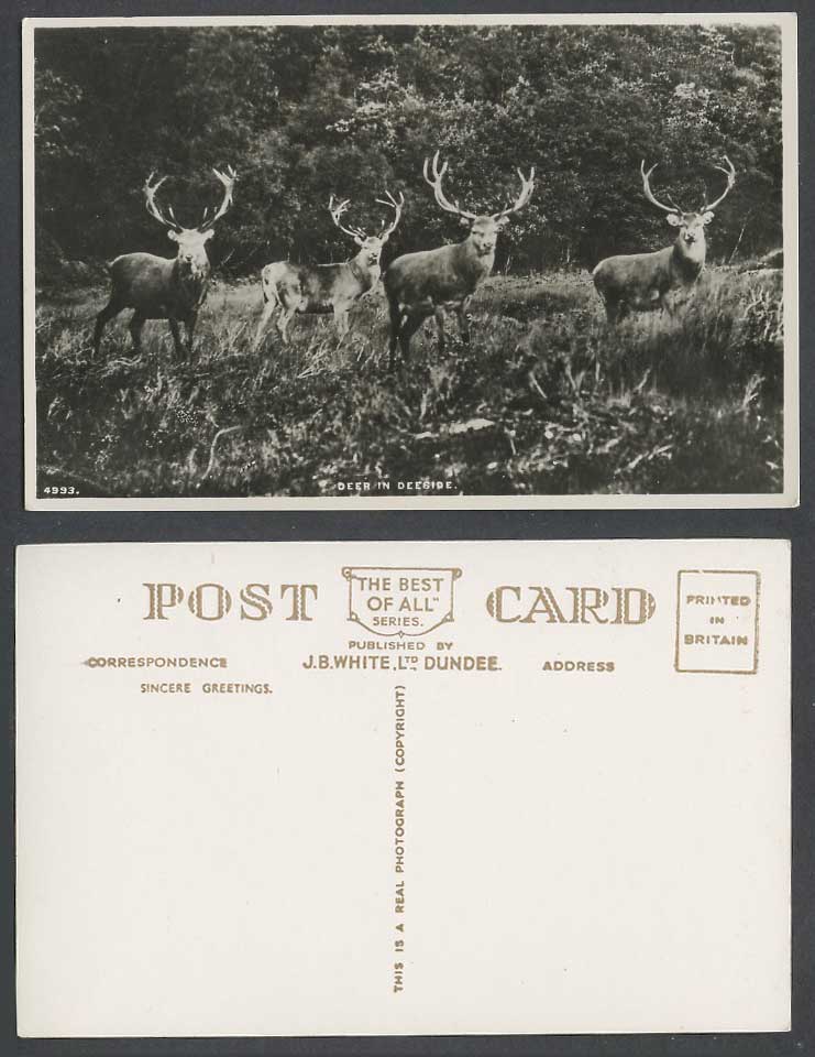 Deer in Deeside, Animals, River Dee Flintshire Wales Old Real Photo Postcard JBW