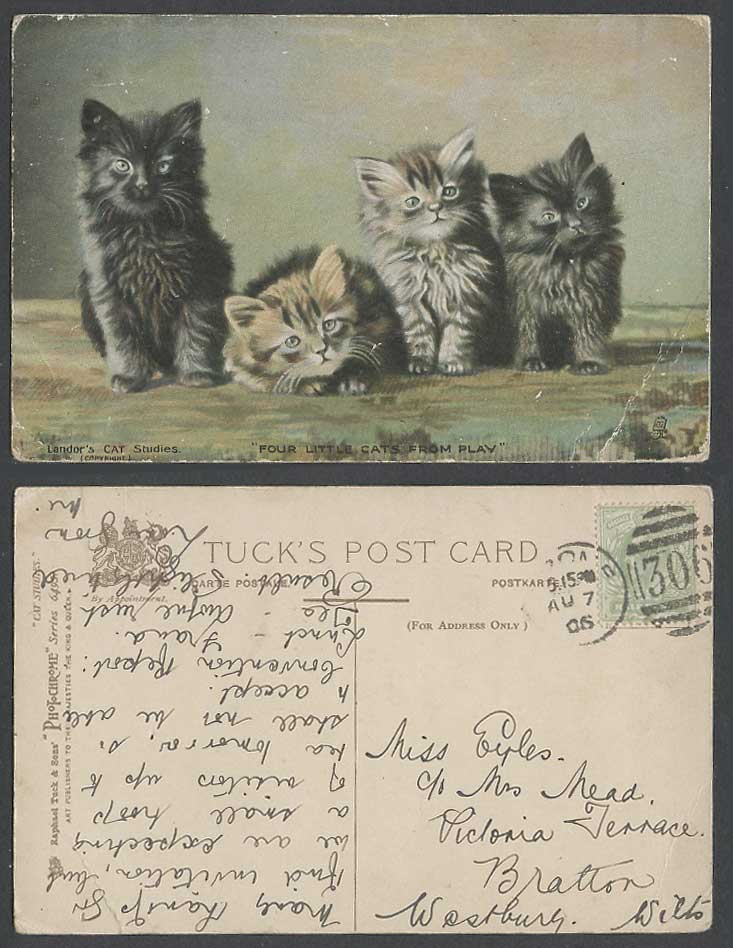Four Little Cats from Play 1906 Old Postcard Tuck's Landor's Cat Studies Kittens