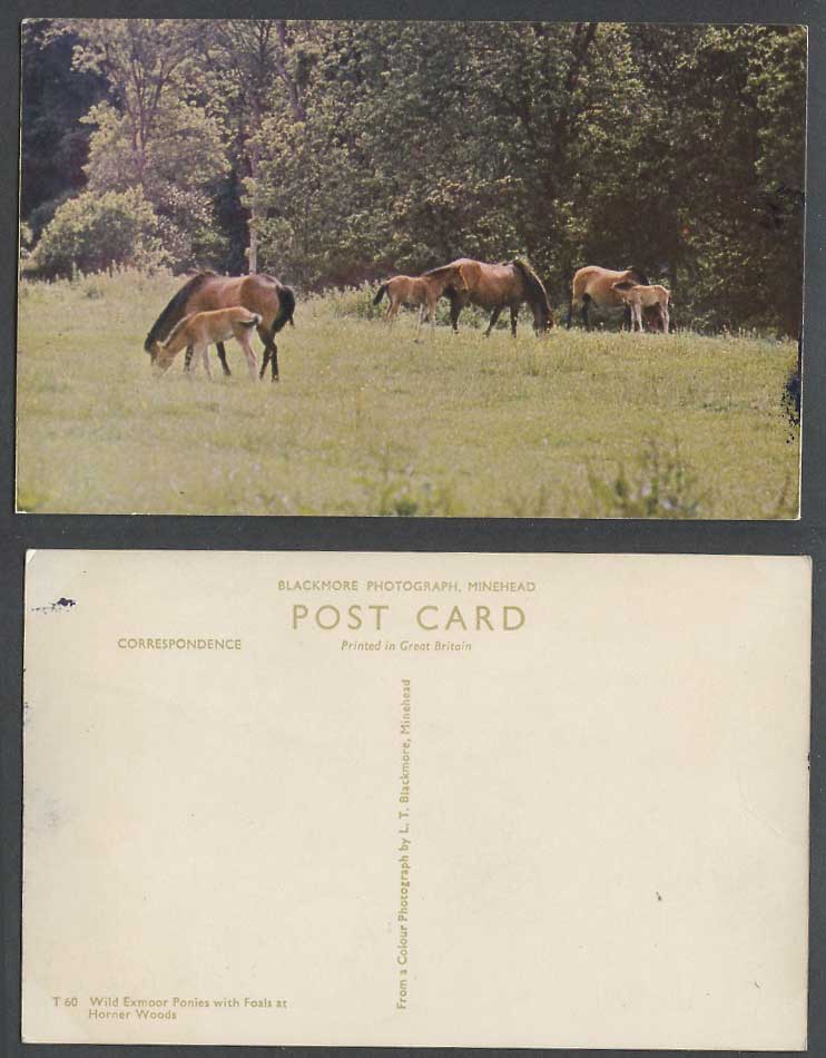 Wild Exmoor Ponies Horses Foals, Horner Woods, Devon Animals Old Colour Postcard