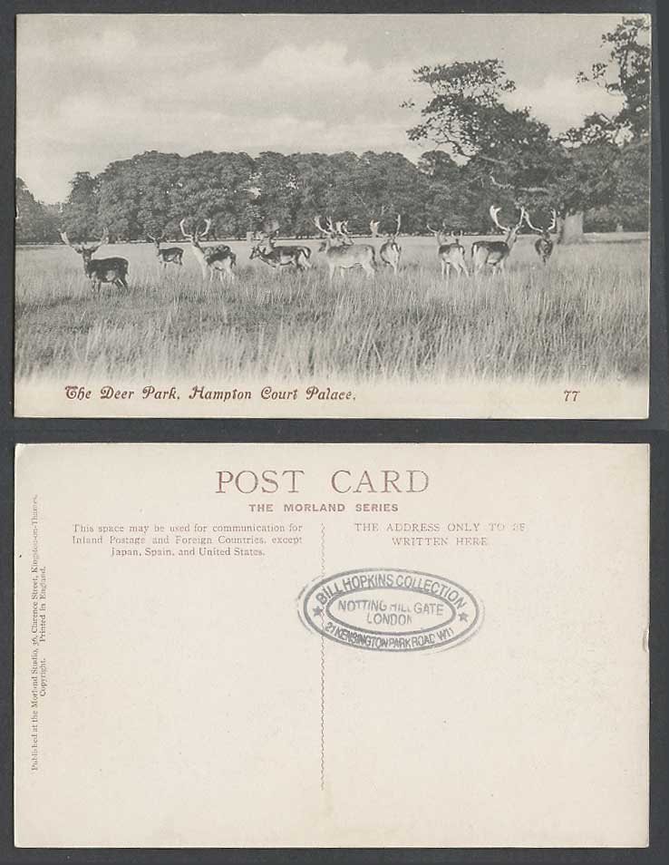 Hampton Court Palace London Old Postcard The Deer Park Animals Morland Studio 77