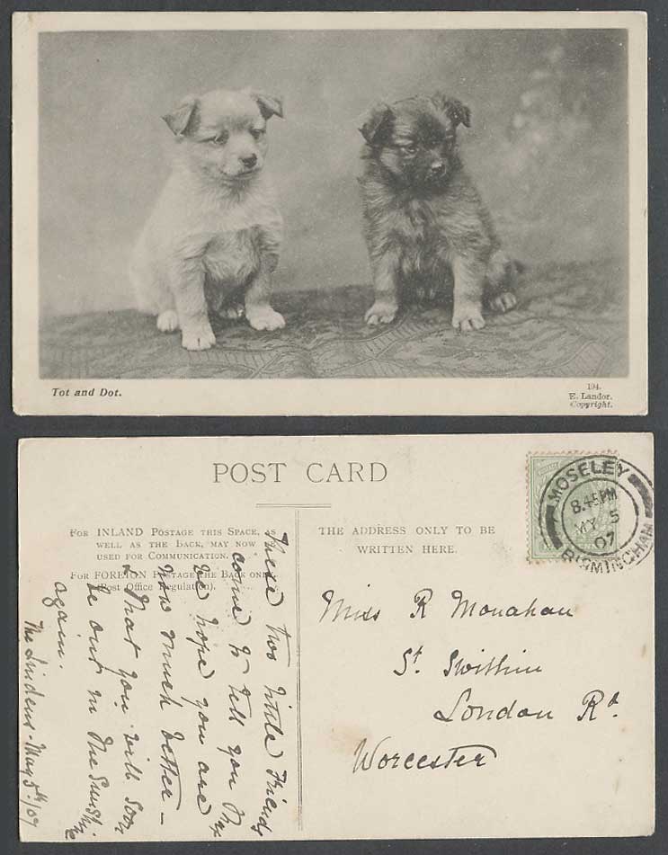 2 Dogs Puppies Tot and Dot 1907 Old Postcard Dog Puppy Pet Animals E. Landor 194