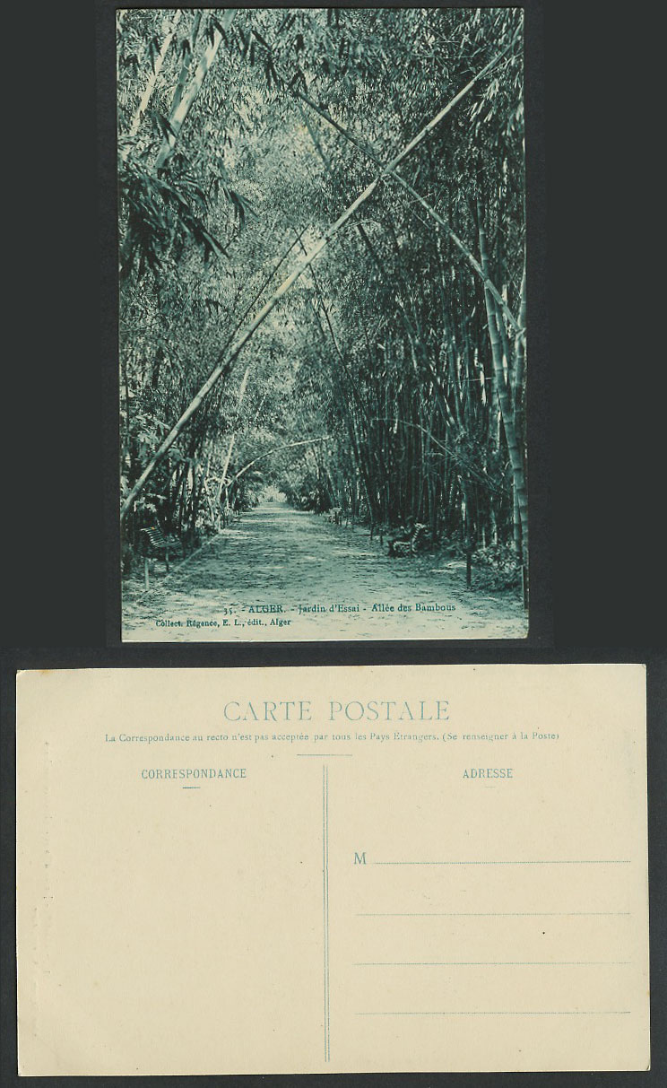 Algeria Old Postcard Alger Jardin d'Essai Garden Bamboo Alley, Allée des Bambous