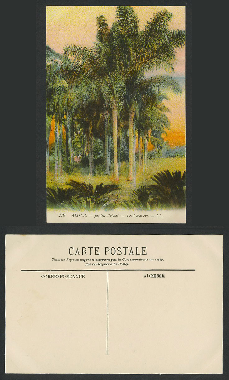 Algeria Old Postcard Alger Jardin d'Essai Garden Les Cocotiers Coconut Palm Tree