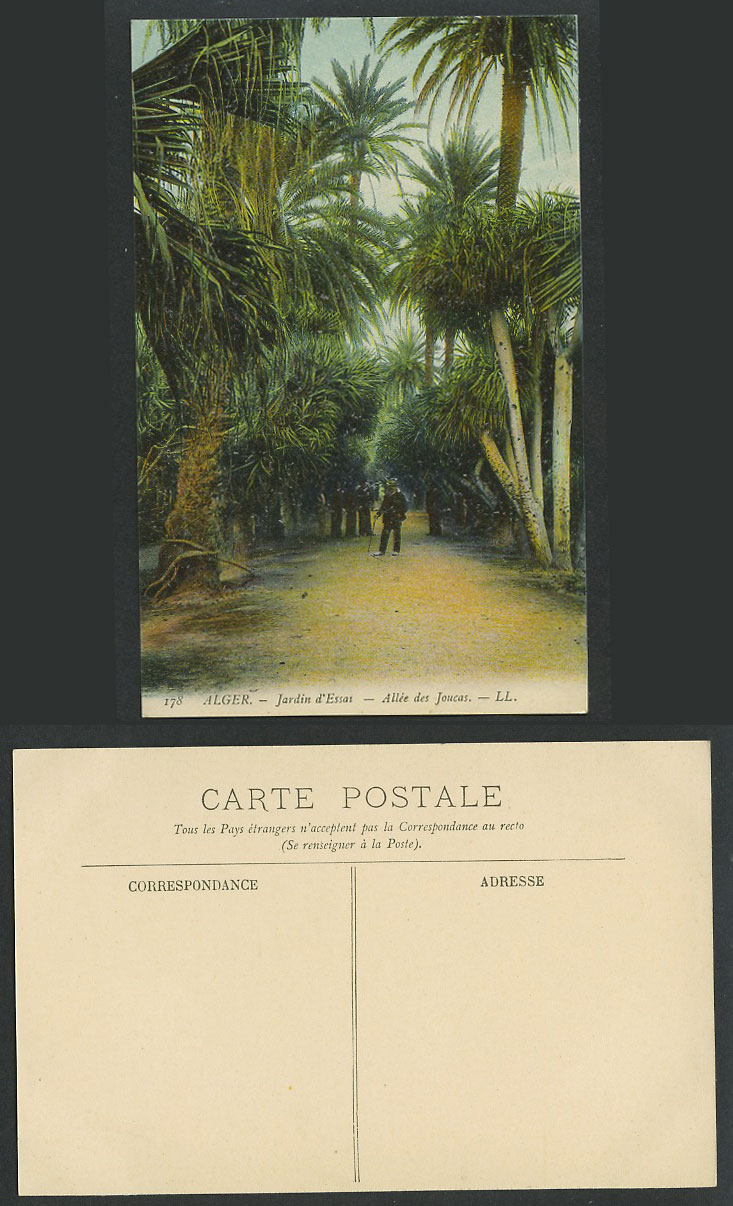 Algeria Old Colour Postcard Alger Jardin d'Essai Garden Allee des Joucas L.L.178