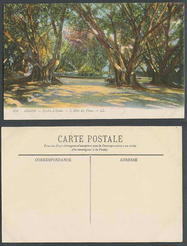 Algeria Old Postcard Alger Jardin d'Essai Garden, Allee des Ficus Alley L.L. 258