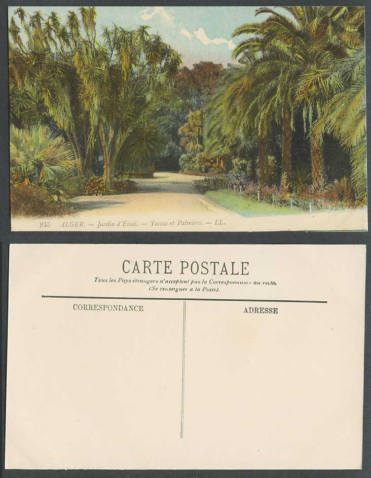 Algeria Old Postcard Alger Jardin d' Essai Garden, Yuccas et Palmiers Palm Trees