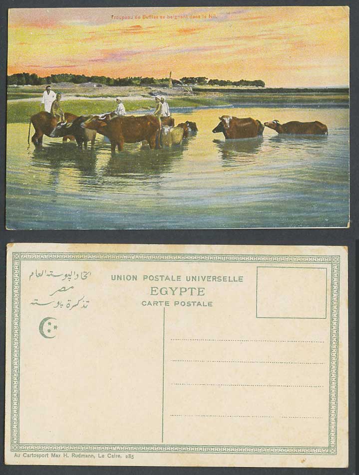 Egypt Old Colour Postcard Native Boys Riding Buffaloes bathing in Nil Nile River